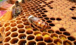 Arı ürünleri madde ilavesiz üretilecek