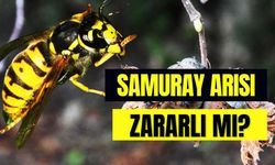 Doğaya Salınan Samuray Arısı İnsana Zarar Verir mi? Ne İşe Yarar?