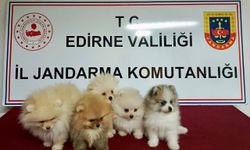 Kaçak Pomeranian köpekler ele geçirildi