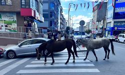 Çerkezköy’de başıboş atlar cadde turu yaptı