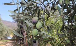 Zeytin üreticileri yağmur bekliyor