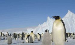 2035'e kadar penguenlerin nesli tükenebilir