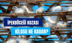 İpek Böceği Kozası Kilo Fiyatı 2024: Nereye Satılır? Alım Garantisi Var Mı?