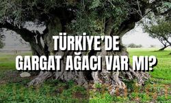 Türkiye'de Gargat Ağacı Var Mı? Hikayesi ve Önemi…