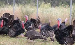 Hindi eti üretimi 16,7 oranında artış gösterdi