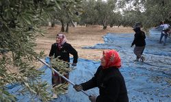 Şarköy'de zeytin hasadı devam diyor