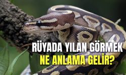 Rüyada Yılan Görmek Ne Anlama Gelir? Hayırlı Mı Şer Mi?