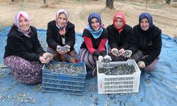 Trabzonlu kadınlar Tekirdağ'da zeytin hasadı yapıyor