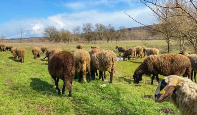 Edirne'de ciddi sağlık tehdidi ortaya çıktı