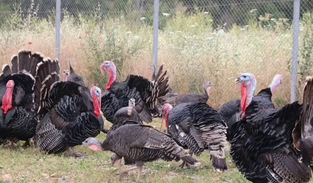 Hindi eti üretimi 16,7 oranında artış gösterdi