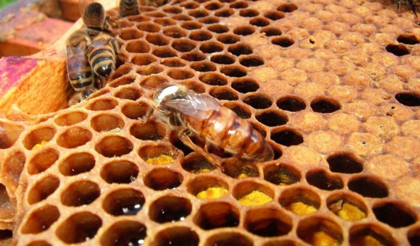 Arı ürünleri madde ilavesiz üretilecek