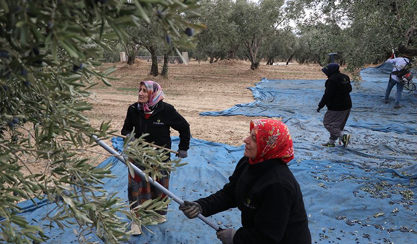 Şarköy'de zeytin hasadı devam diyor