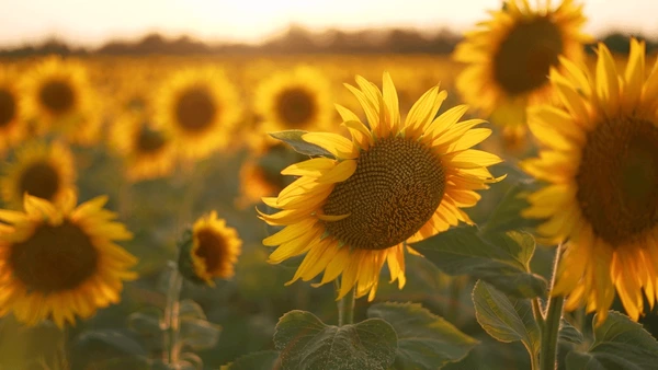 Sunflowers Field Agriculture Sunset Sunflower 600Nw 2499020045